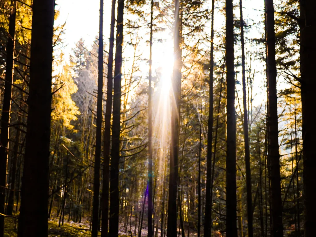 Sonnenstrahlen durchfluten einen ruhigen Wald – ein Symbol für Sanftheit, Licht und innere Heilung. Einladende Naturstimmung für Entspannung, Meditation und Seelenreisen.